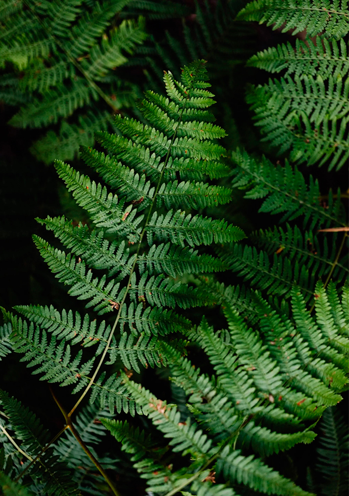 helecho home helecho home